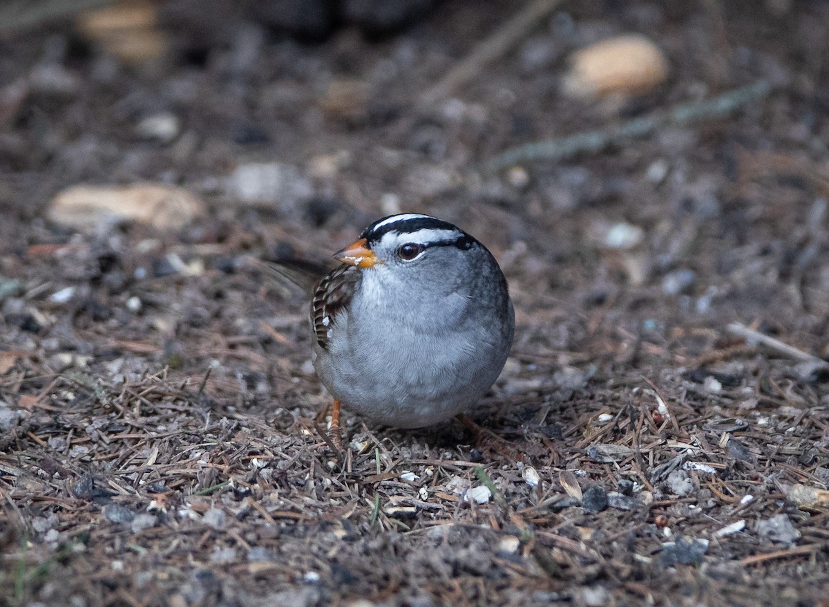 White-crowned Sparrow (Gambel's) - ML617971943