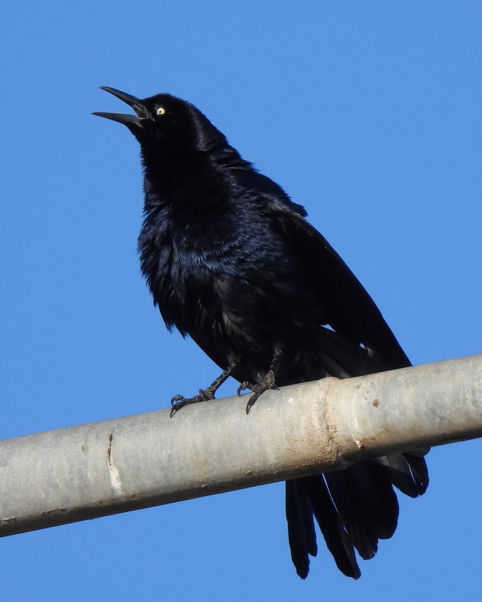 Great-tailed Grackle - ML617971954
