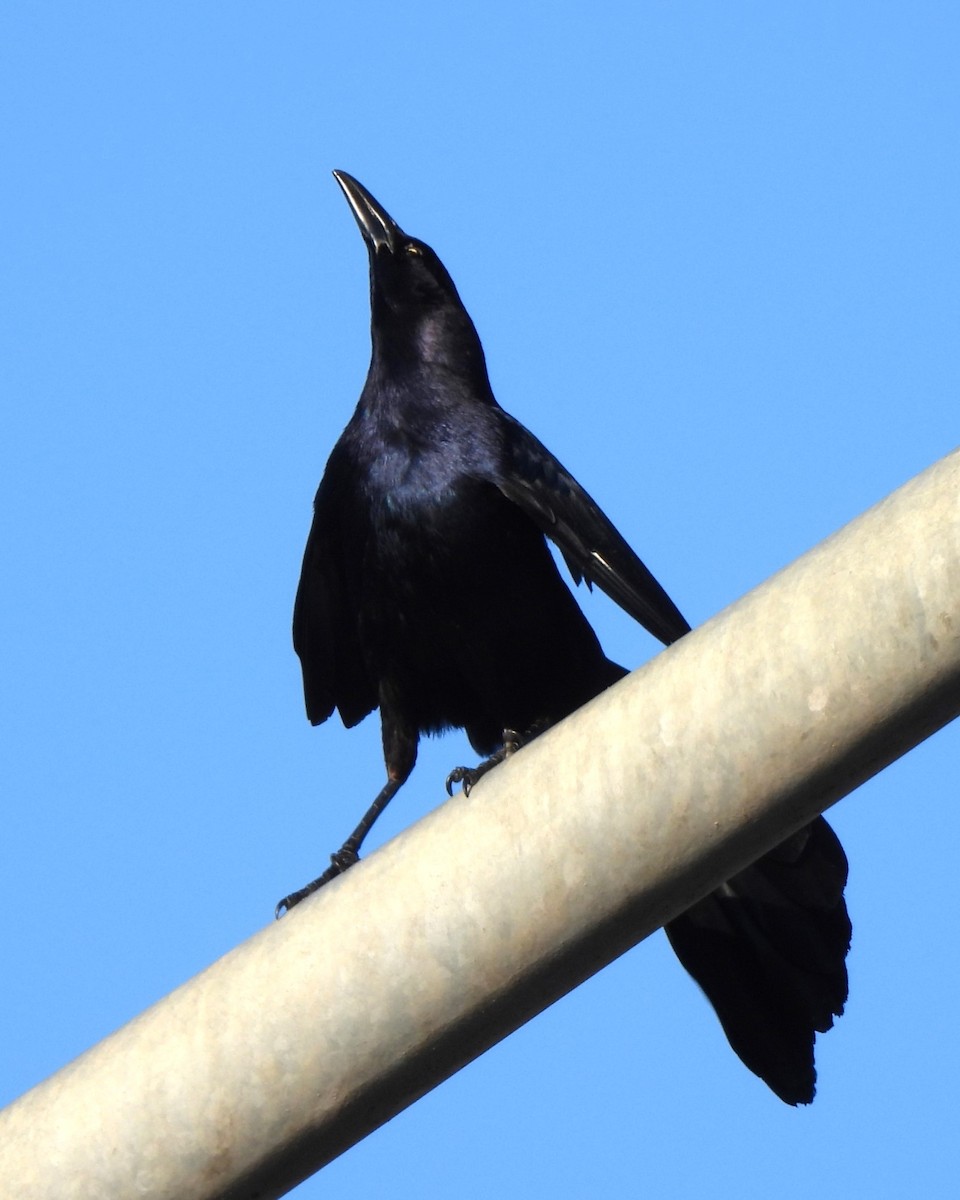 Great-tailed Grackle - ML617971955