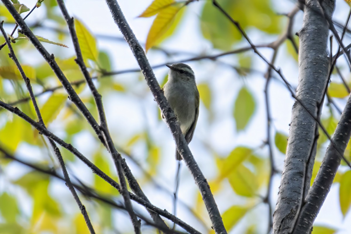 Hume's Warbler - ML617971956