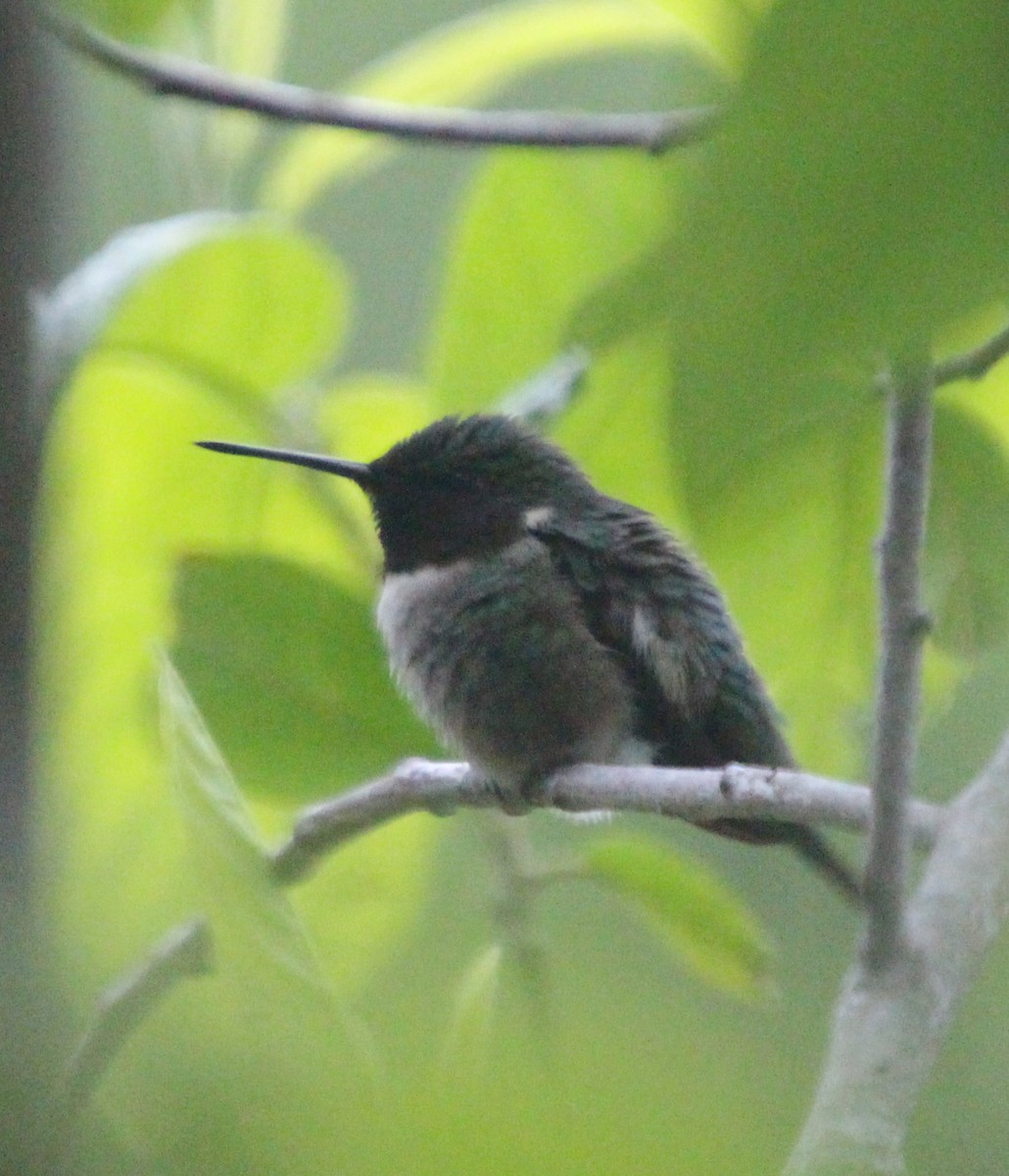 Ruby-throated Hummingbird - ML617971981