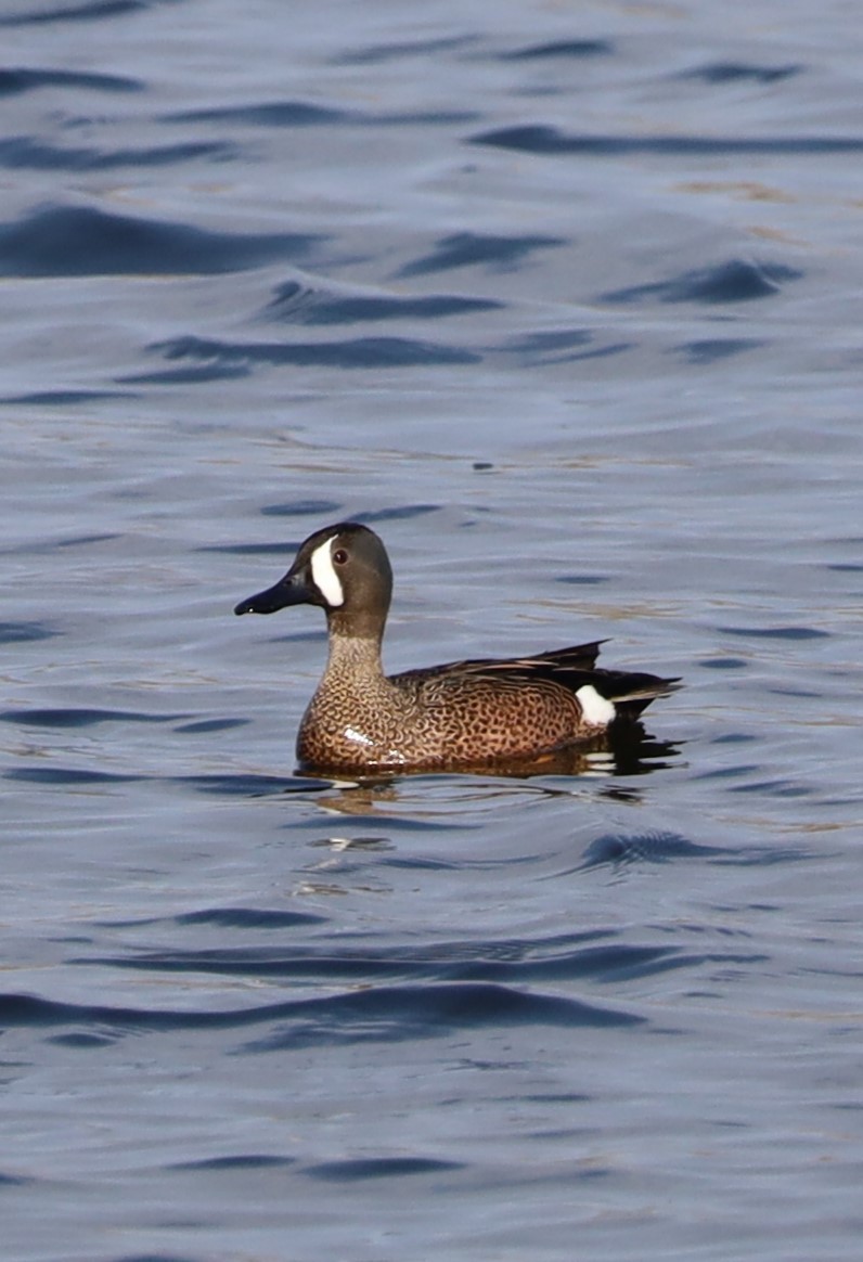 eBird Checklist - 25 Apr 2024 - Lake Elmo Regional Park - 46 species