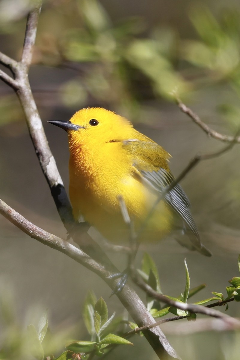 Prothonotary Warbler - Michael Gage