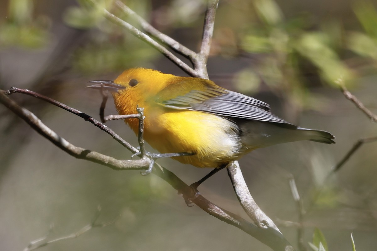 Prothonotary Warbler - ML617972011