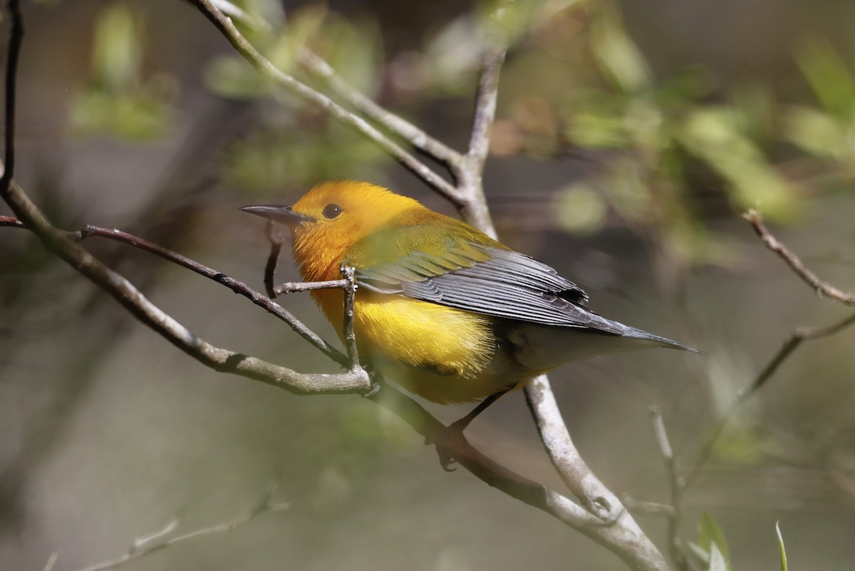 Prothonotary Warbler - ML617972012