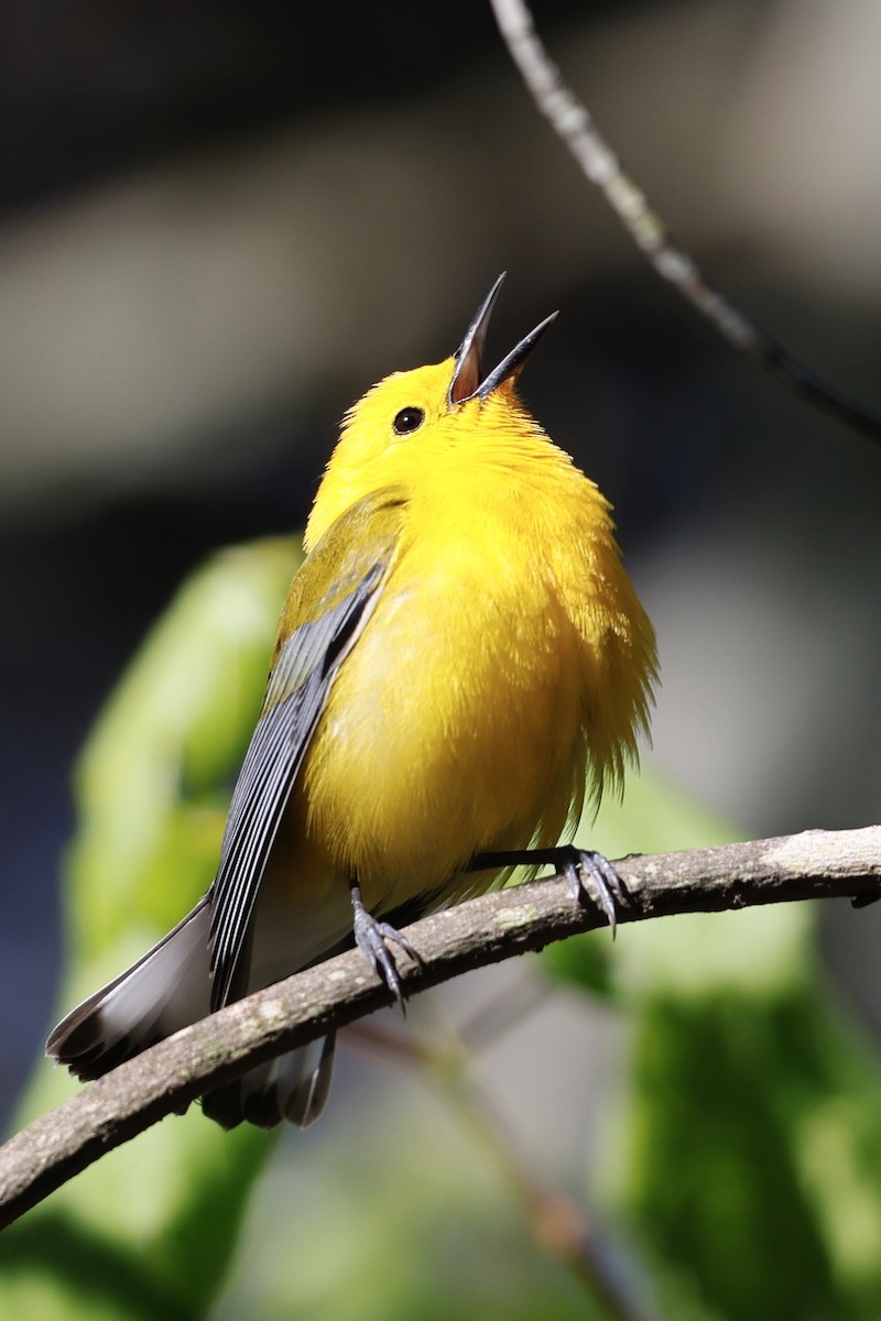 Prothonotary Warbler - ML617972013