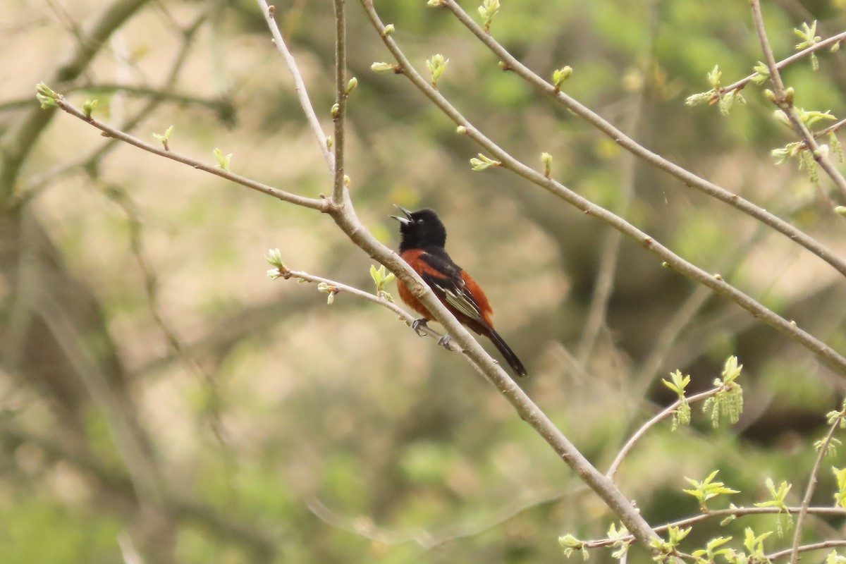 eBird Checklist - 26 Apr 2024 - Kline's Mill Rd - 29 species