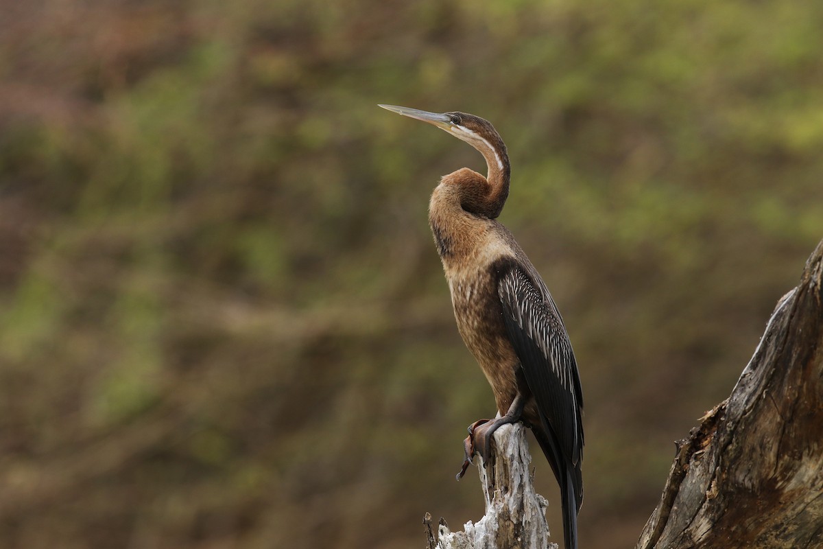 African Darter - Andrey Mikhaylov