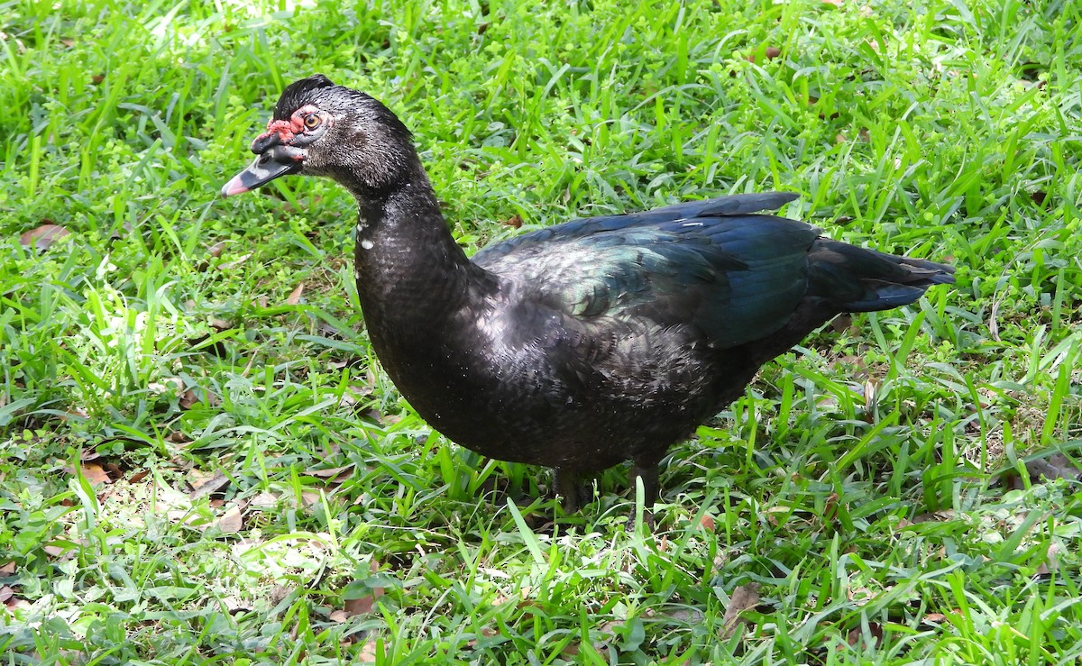 Muscovy Duck (Domestic type) - ML617972032