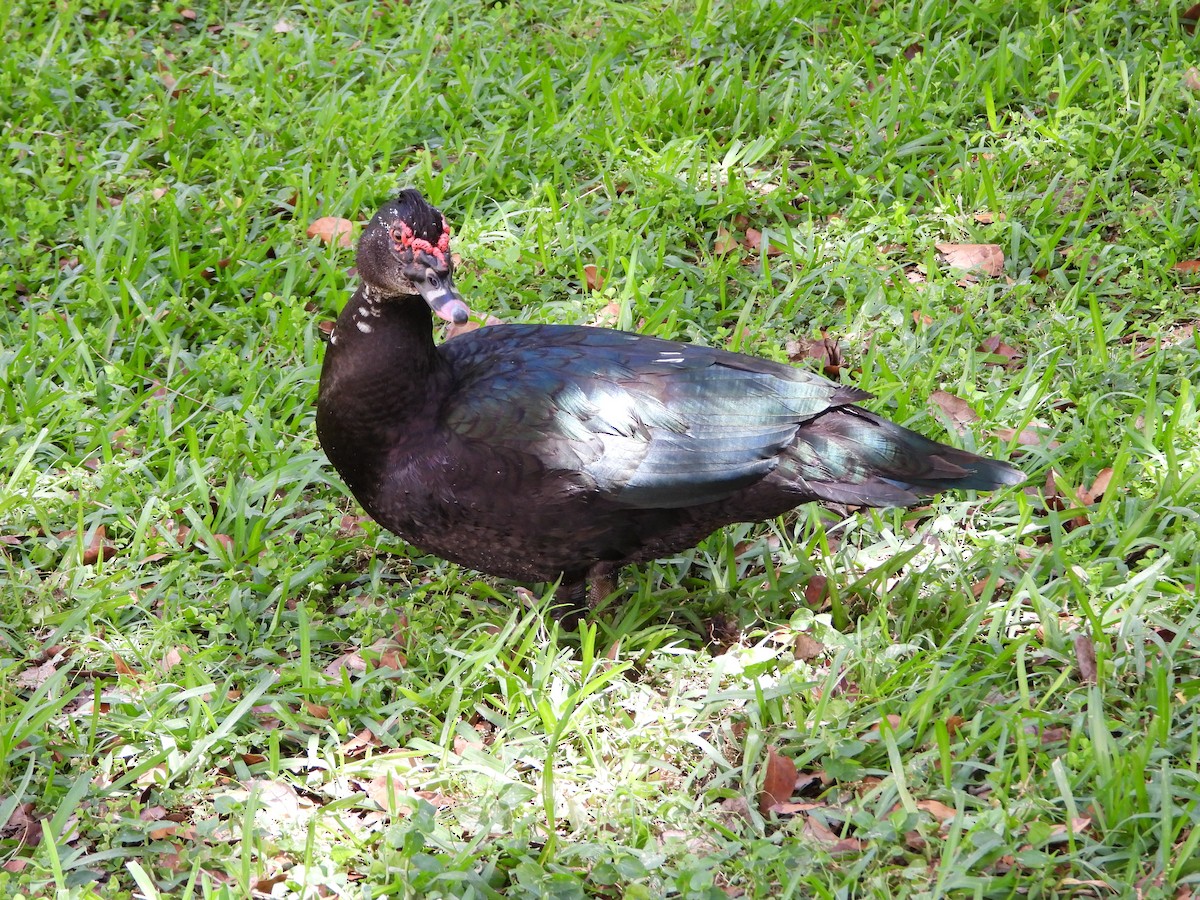 Muscovy Duck (Domestic type) - ML617972033