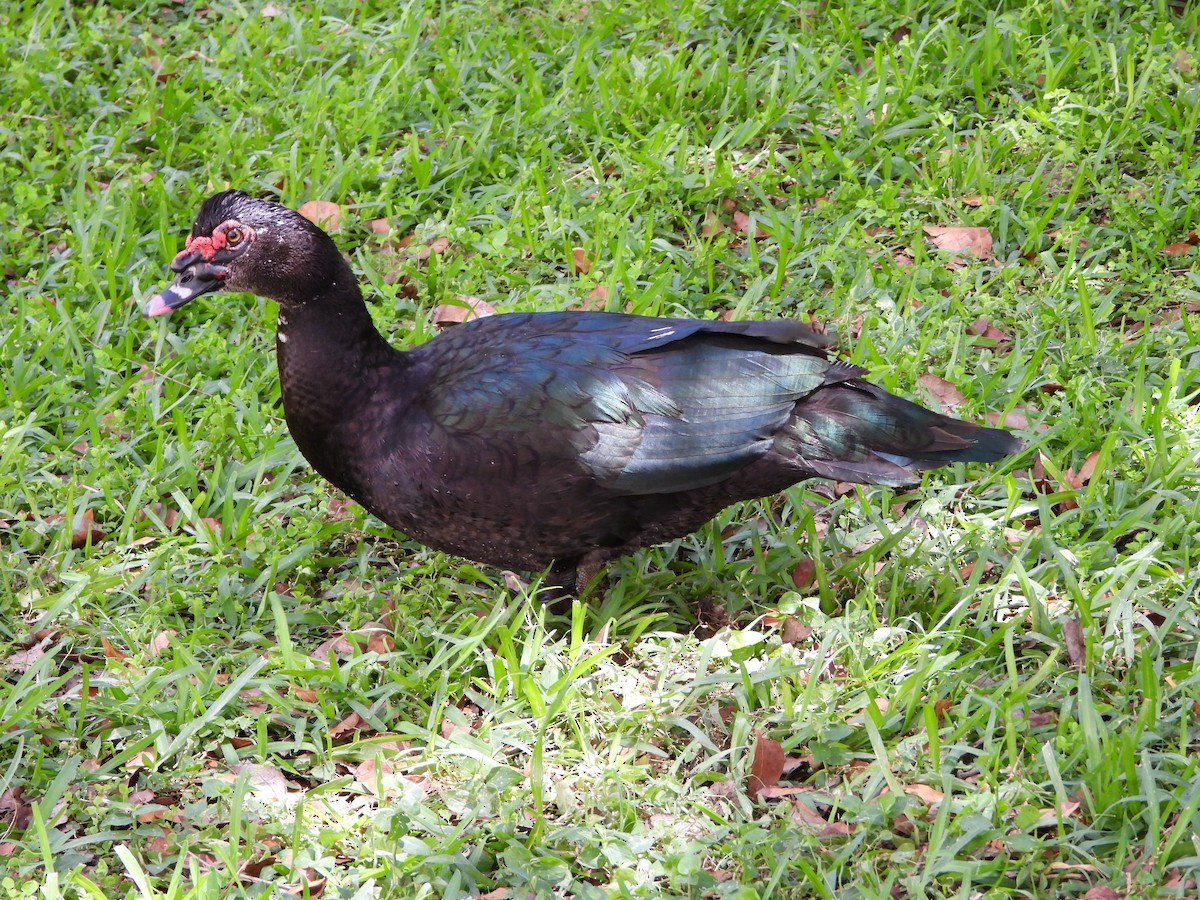 Muscovy Duck (Domestic type) - ML617972034