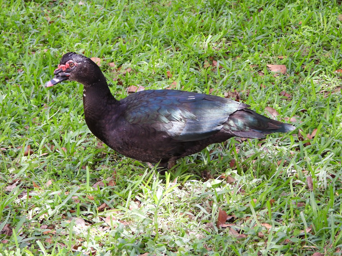 Muscovy Duck (Domestic type) - ML617972035