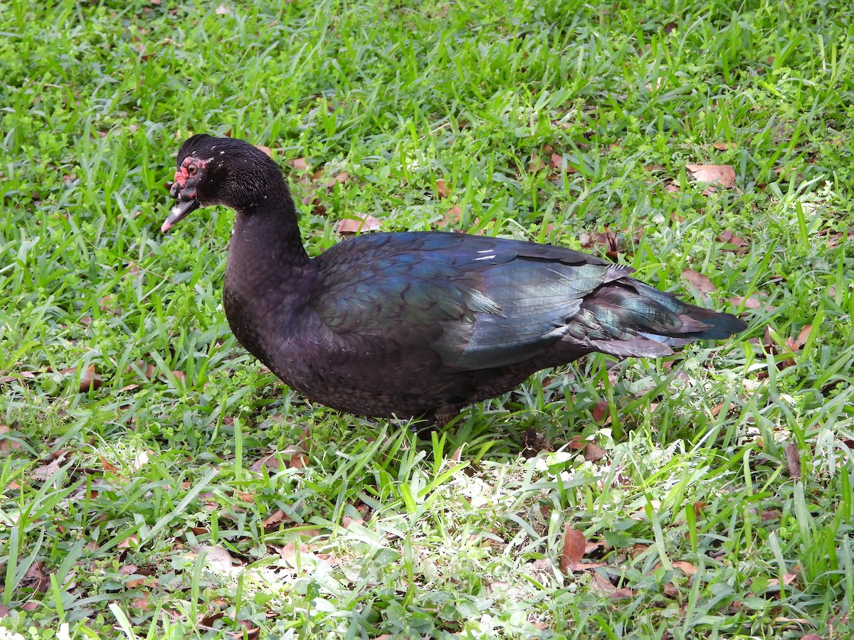 Muscovy Duck (Domestic type) - ML617972036