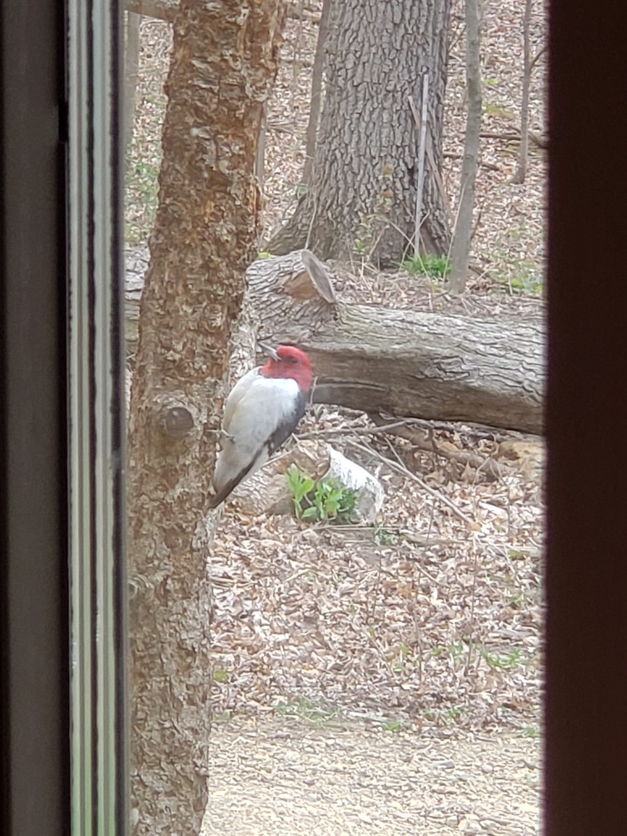 Red-headed Woodpecker - ML617972049