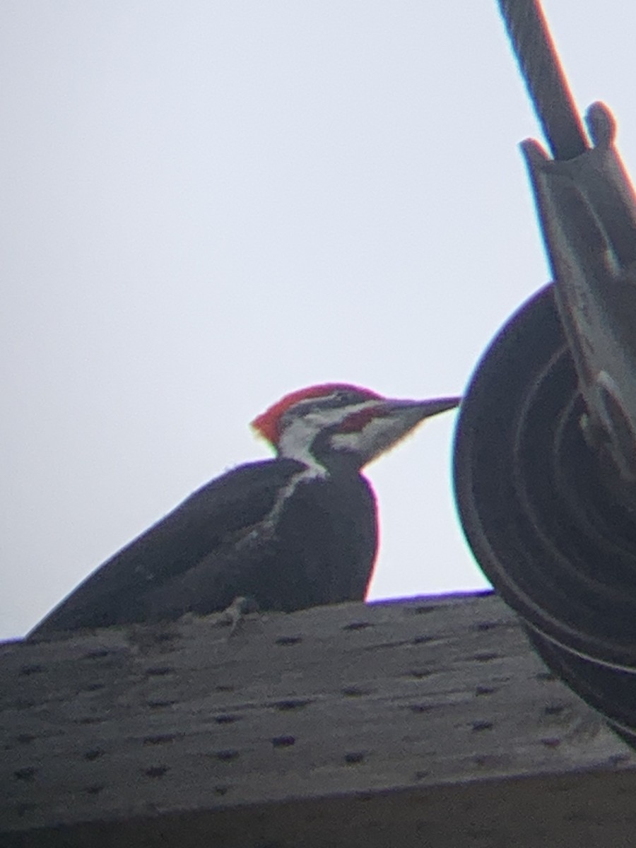 Pileated Woodpecker - ML617972065
