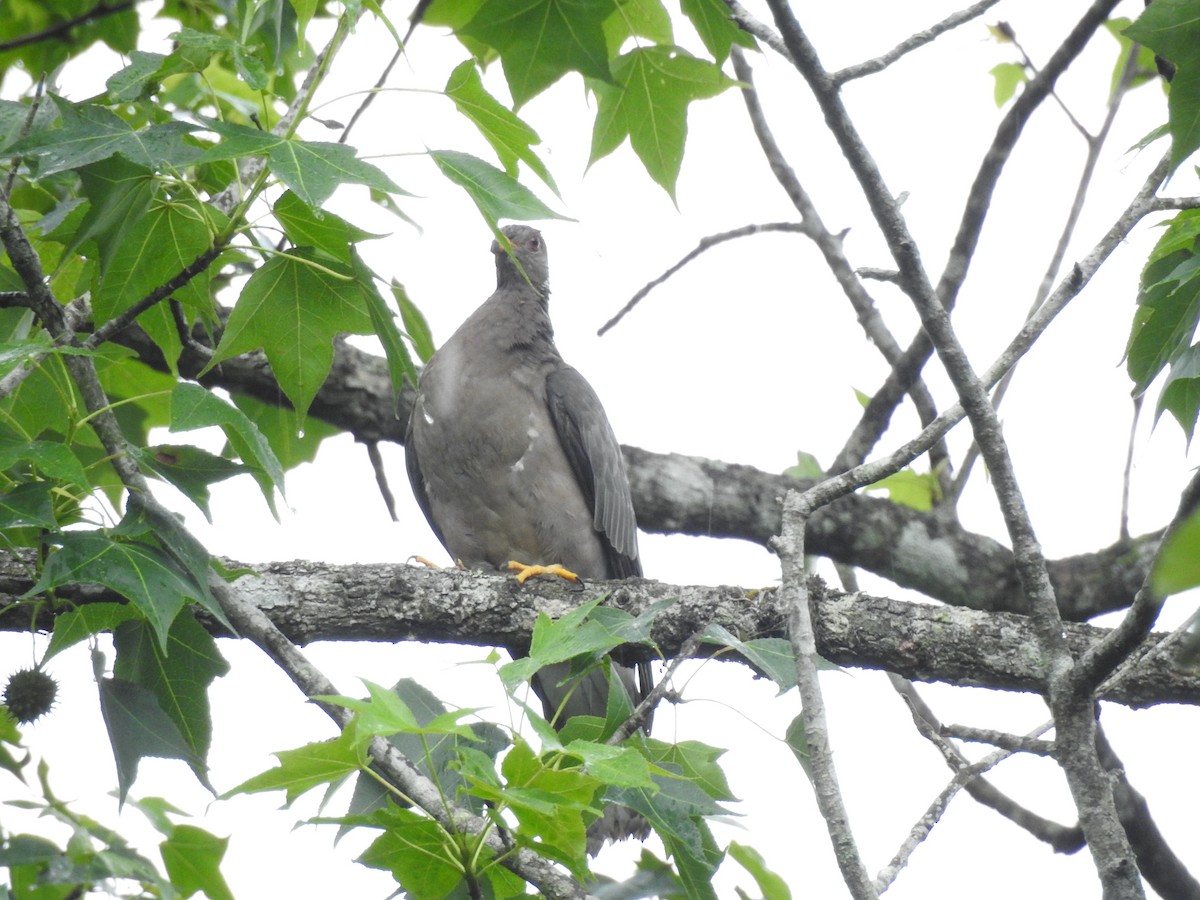 Band-tailed Pigeon - ML617972077