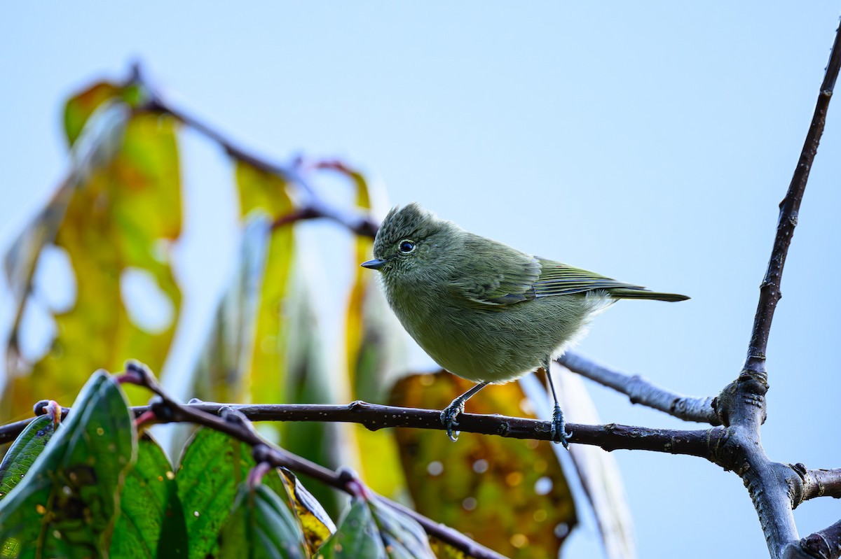 Yellow-browed Tit - ML617972092