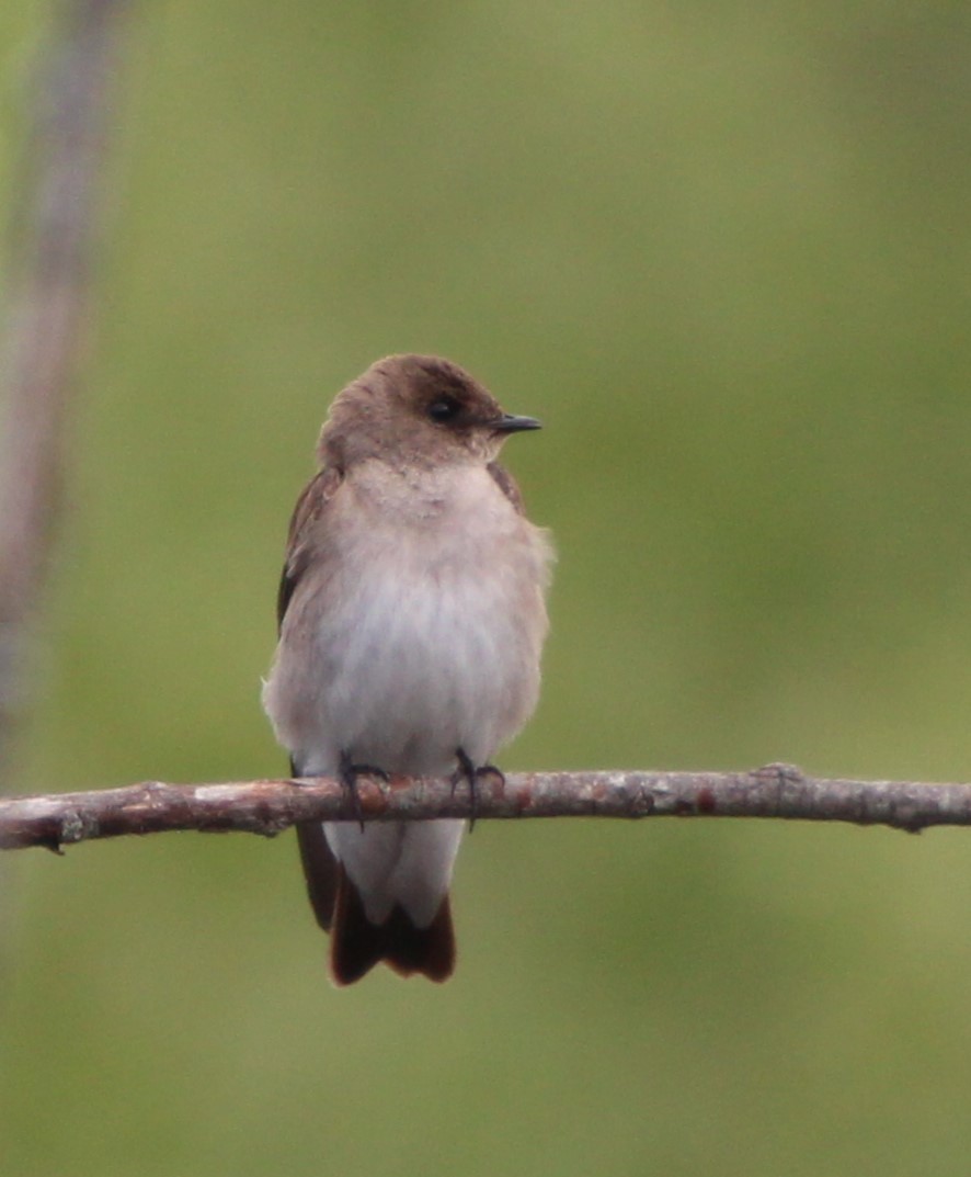 Northern Rough-winged Swallow - Stephen Price