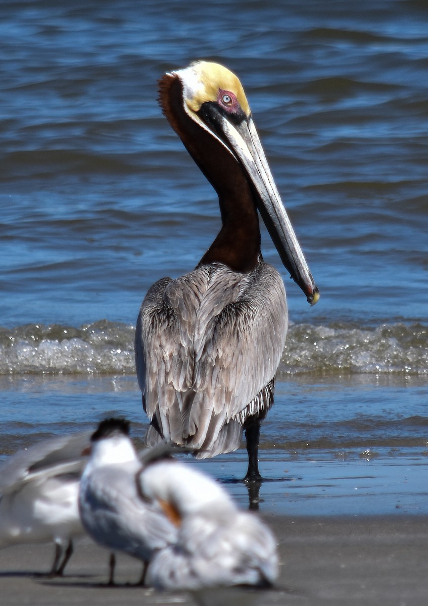 pelikán hnědý - ML617972138