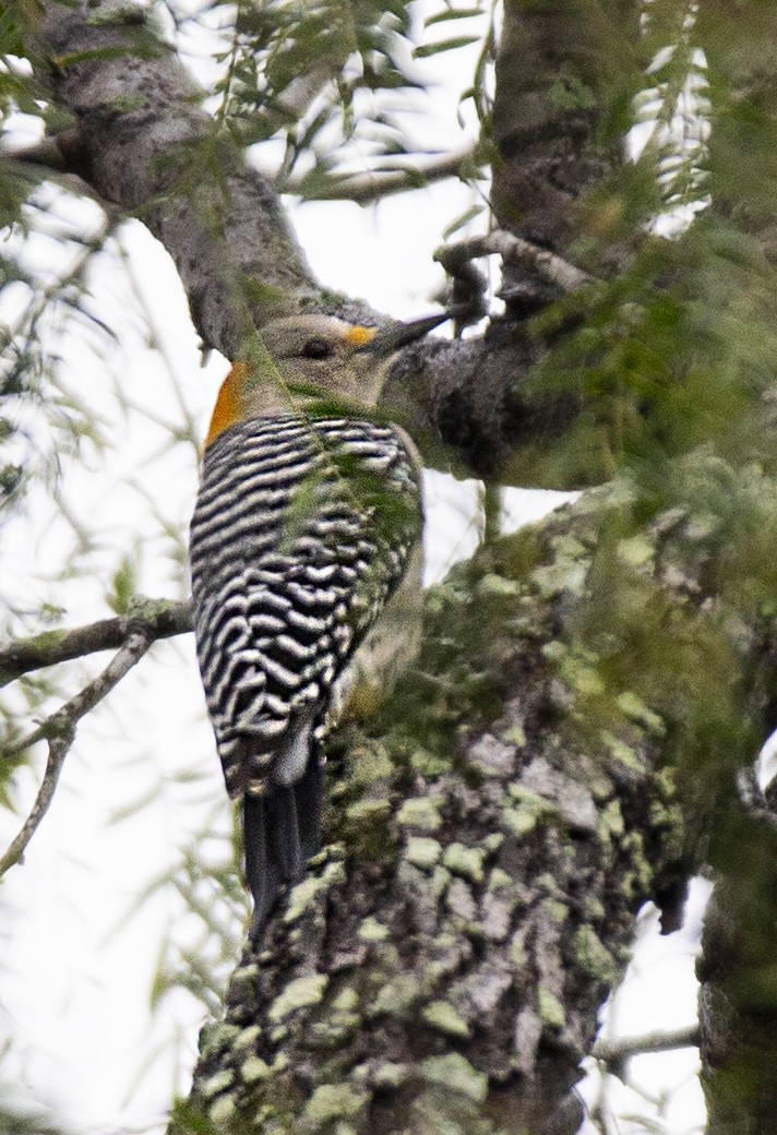 Golden-fronted Woodpecker - ML617972151