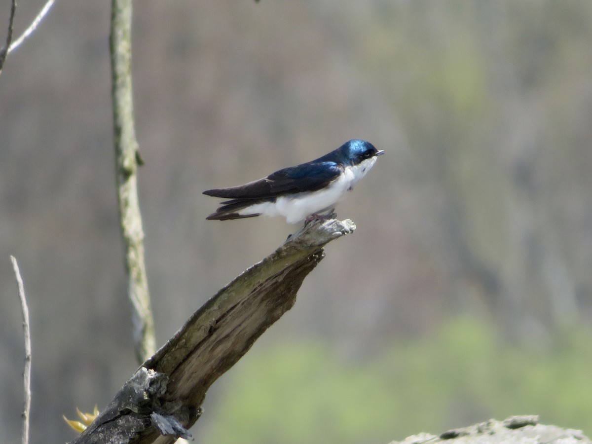 Tree Swallow - karl  schmidt