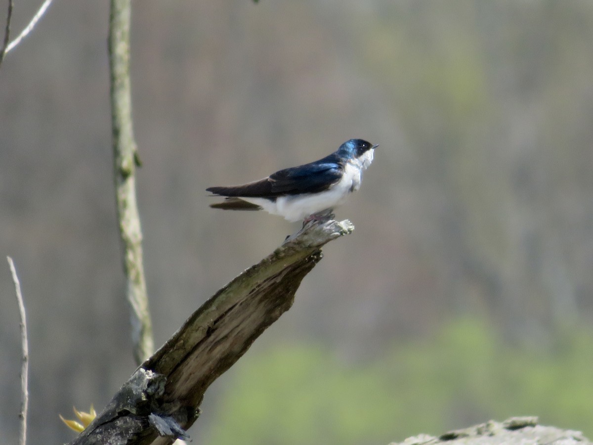Tree Swallow - karl  schmidt