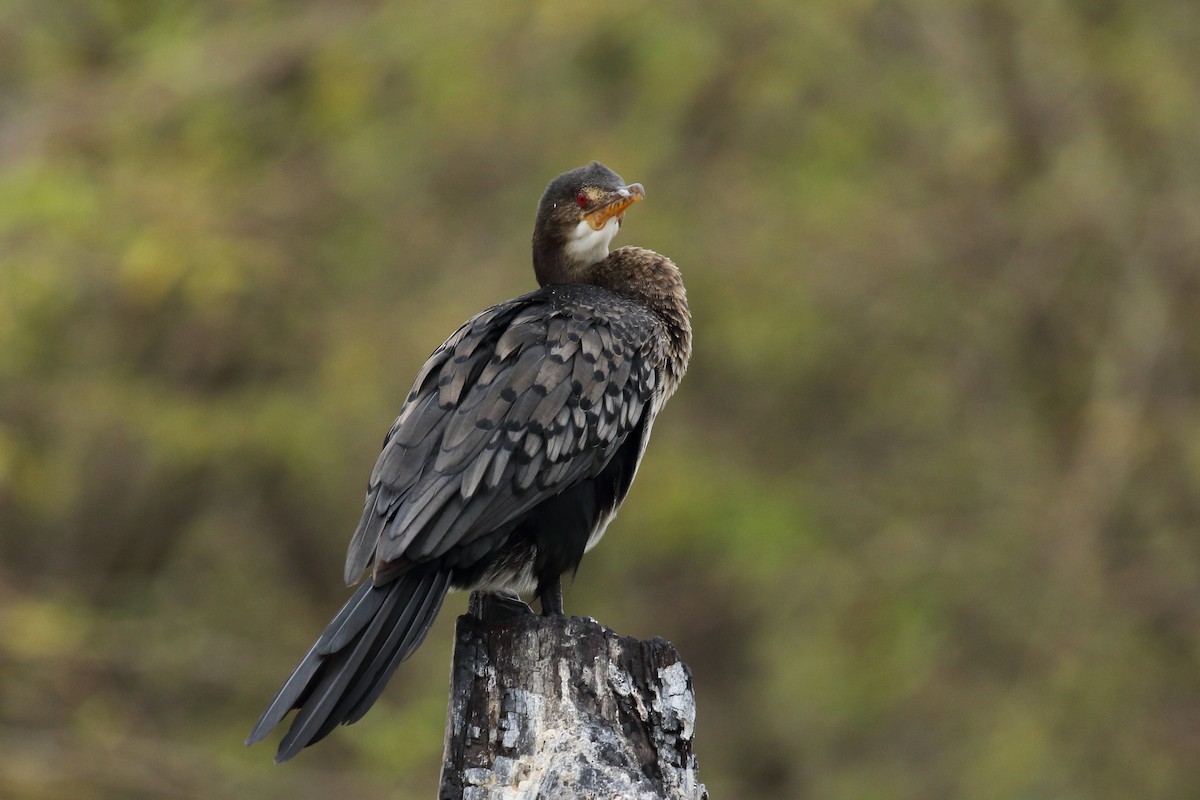 Long-tailed Cormorant - ML617972256