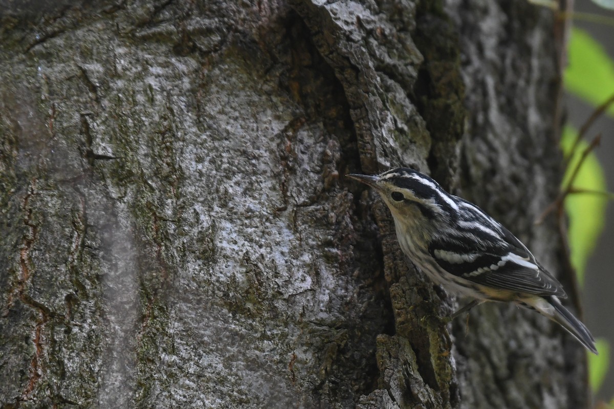Black-and-white Warbler - ML617972257