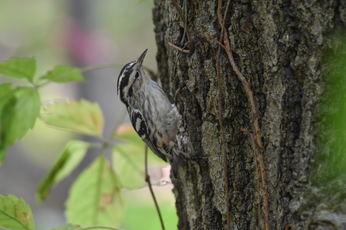 Black-and-white Warbler - ML617972258