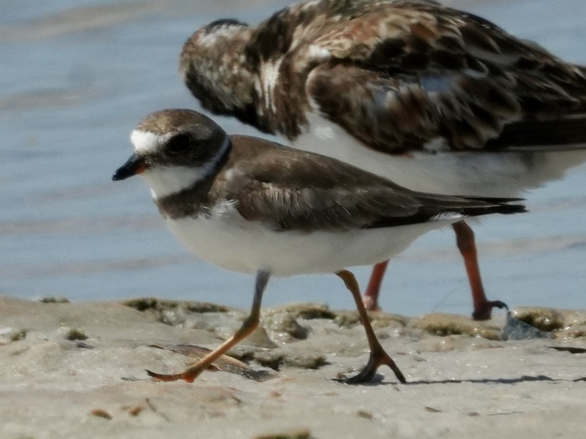 Semipalmated Plover - ML617972261