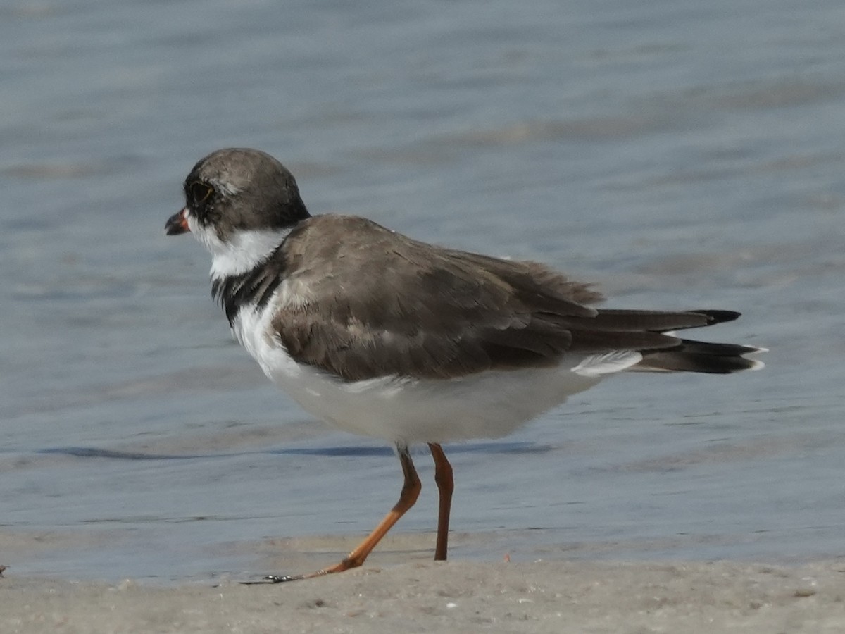 Semipalmated Plover - ML617972262