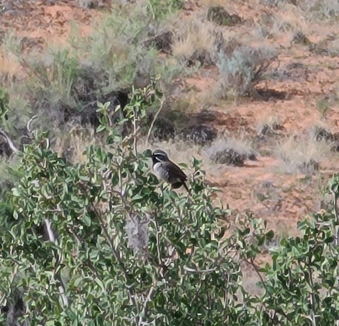 Black-throated Sparrow - ML617972273