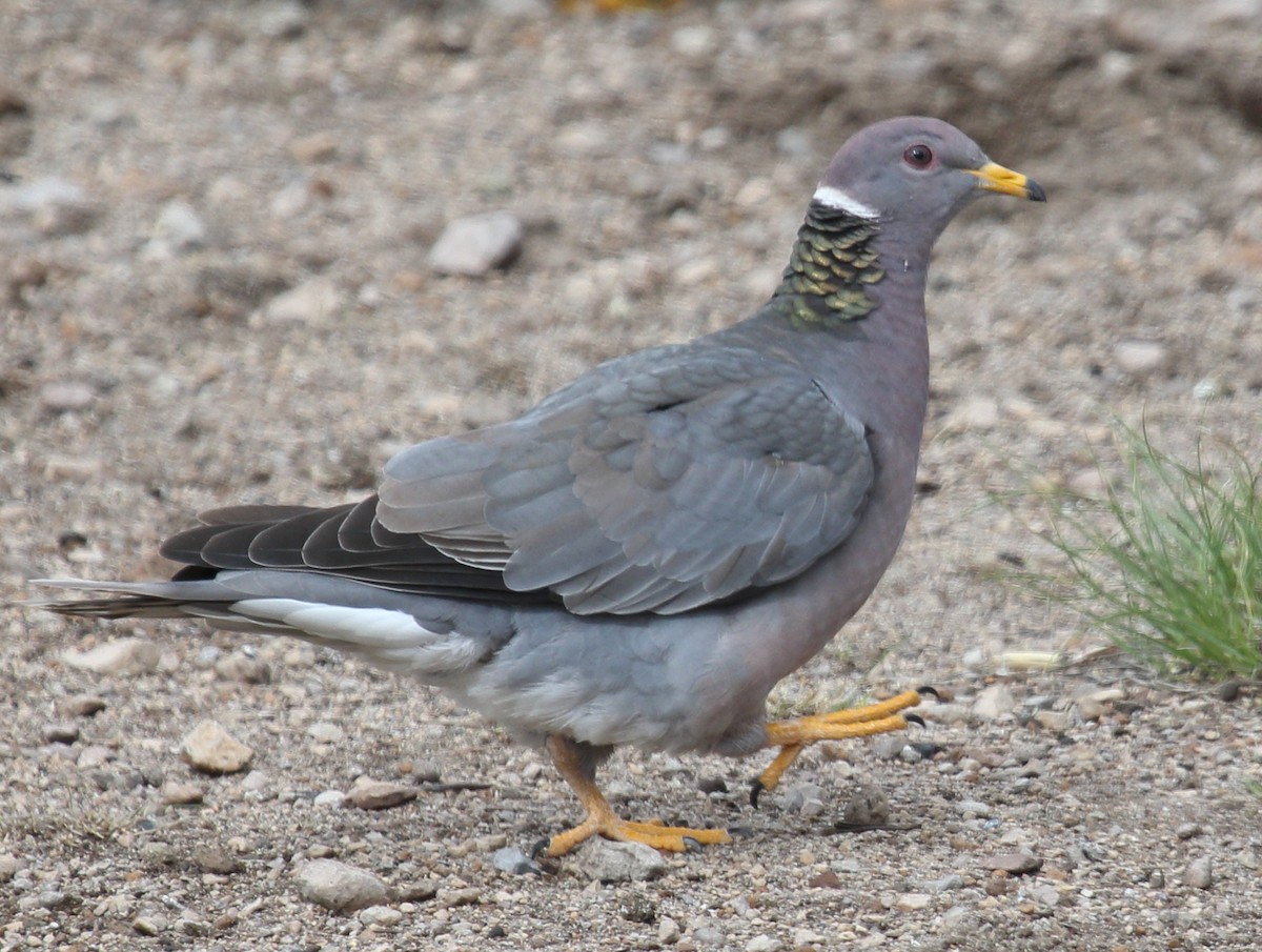 Rock Pigeon (Feral Pigeon) - Steve Huckabone