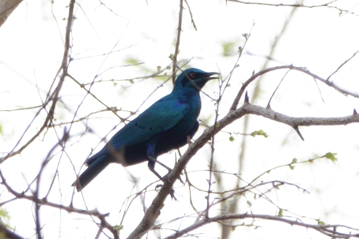 Greater Blue-eared Starling - ML617972330