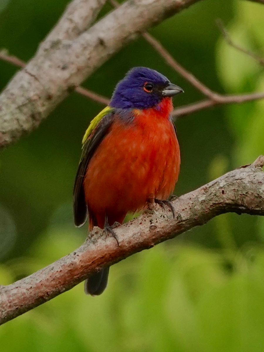 Painted Bunting - ML617972366