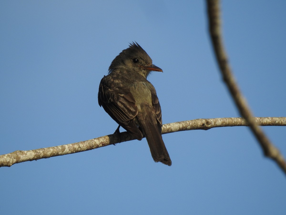 Greater Pewee - ML617972370