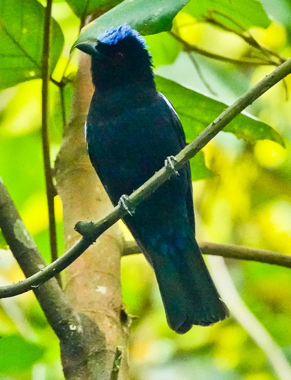 Philippine Fairy-bluebird - ML617972372