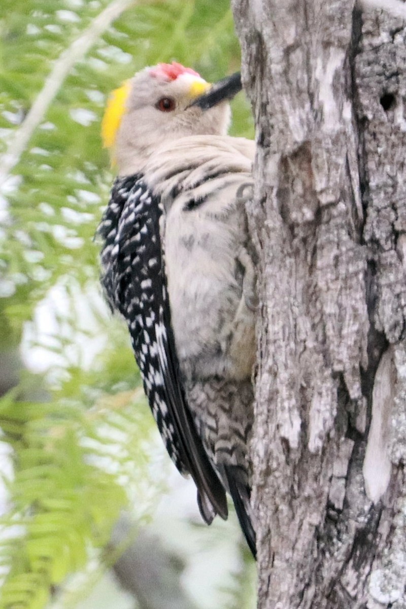 Golden-fronted Woodpecker - ML617972377