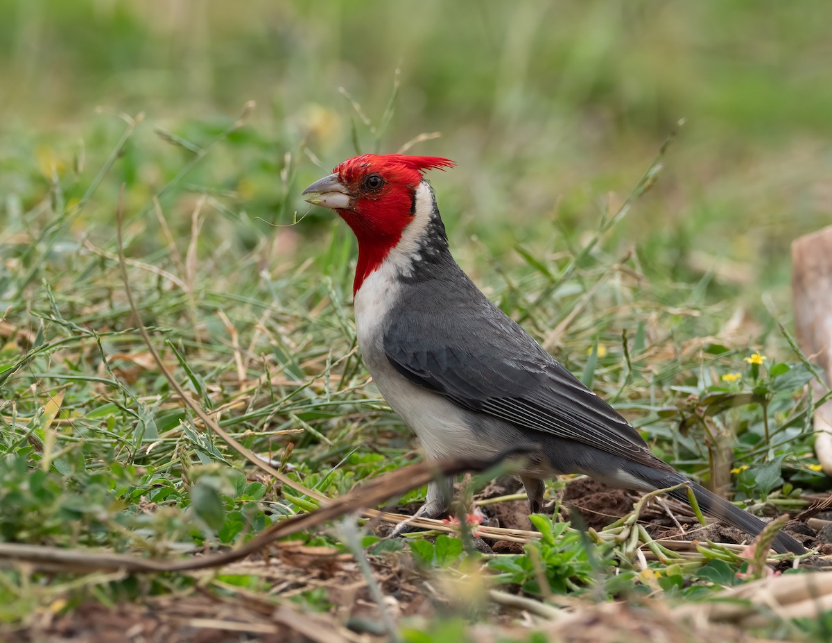 Red-crested Cardinal - ML617972389