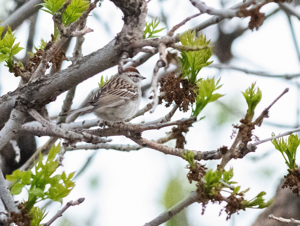 Chipping Sparrow - ML617972392