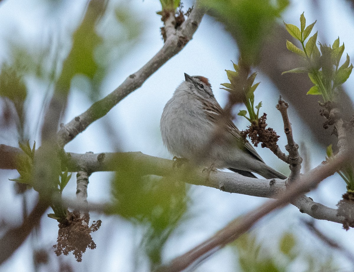 Chipping Sparrow - Ethan Cleveland