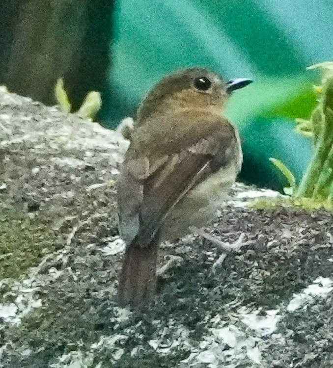 Cryptic Flycatcher - Arden Anderson