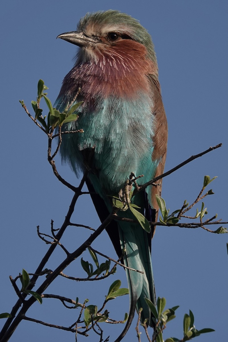 Lilac-breasted Roller - Ken Weiss