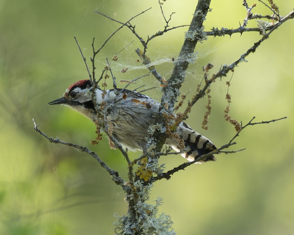 Lesser Spotted Woodpecker - john Butters