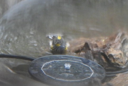 Paruline à croupion jaune (auduboni) - ML617972462