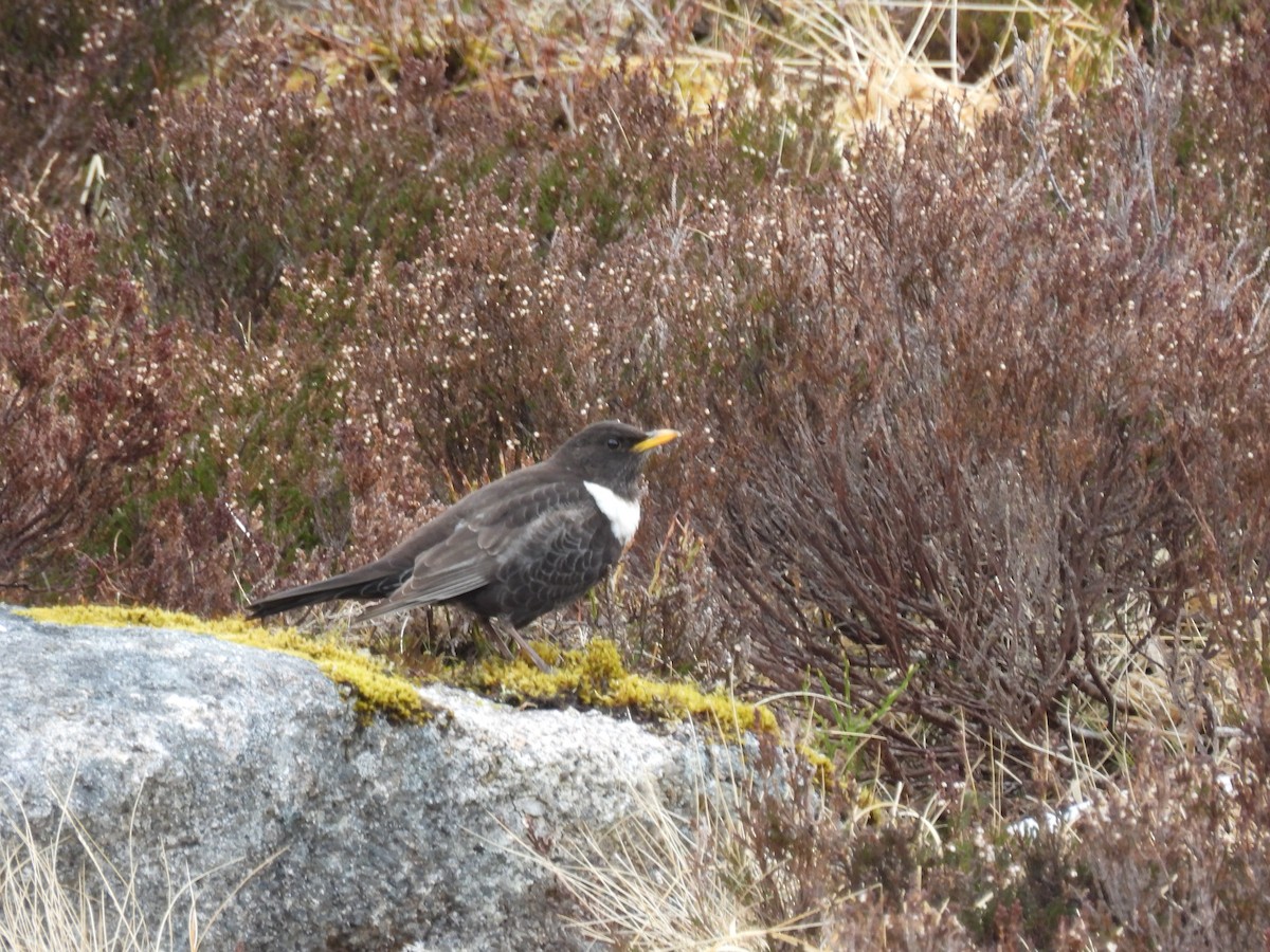 Ring Ouzel - Mike Coulson