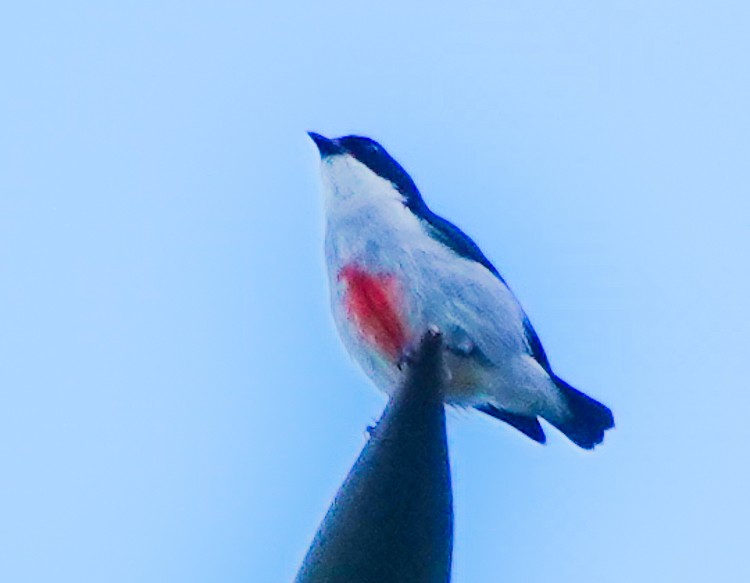 Red-keeled Flowerpecker - ML617972500