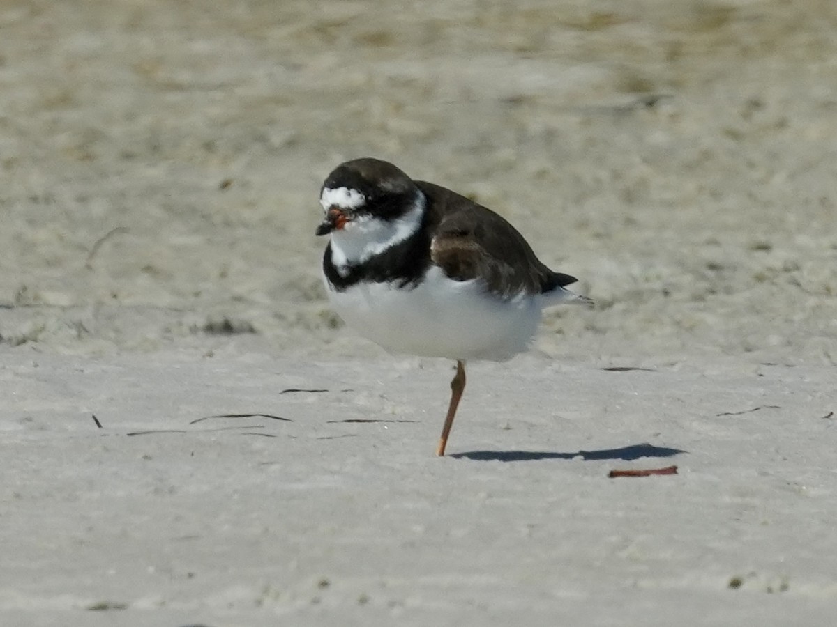 Semipalmated Plover - ML617972508