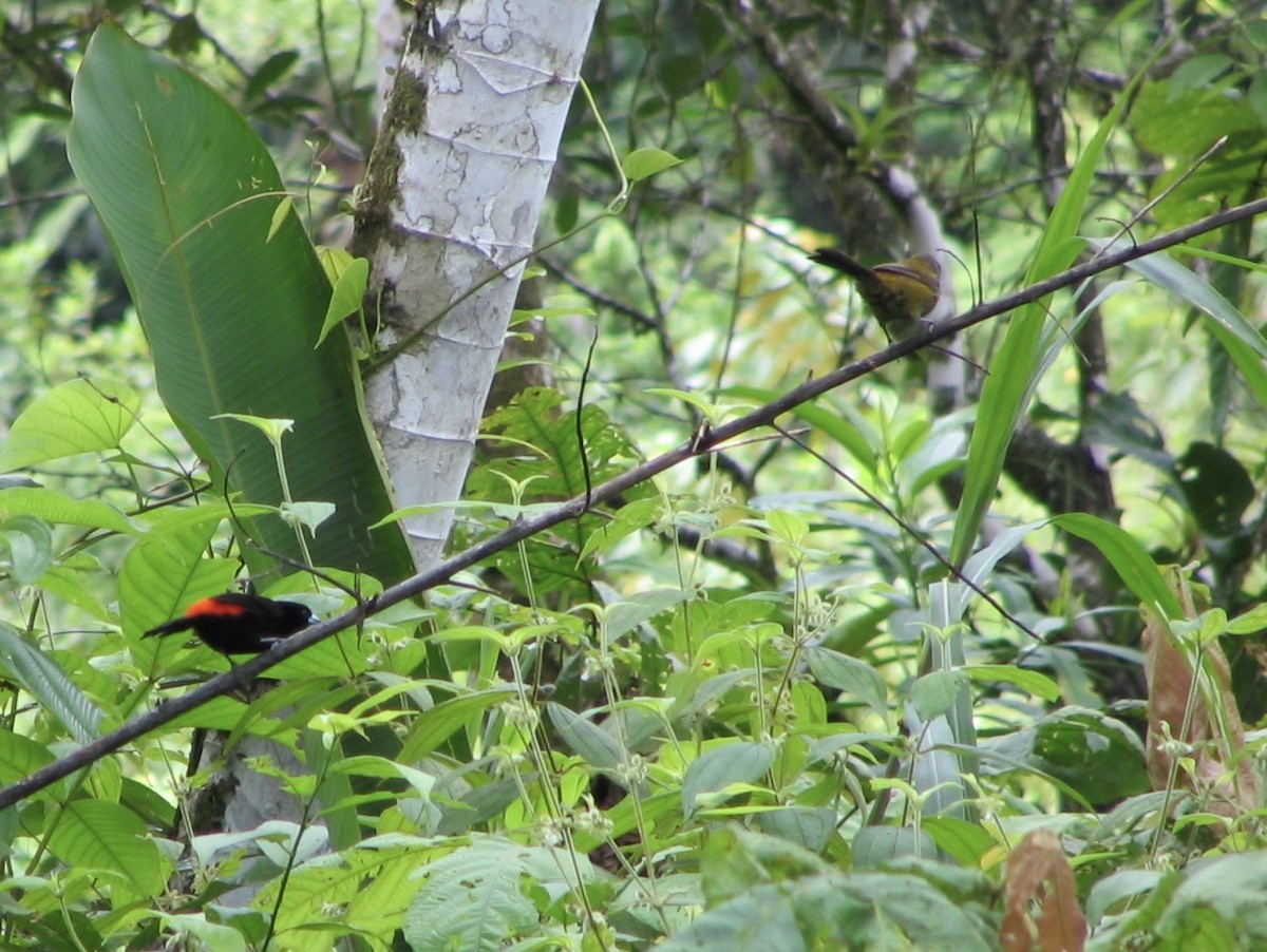 Scarlet-rumped Tanager - ML617972509