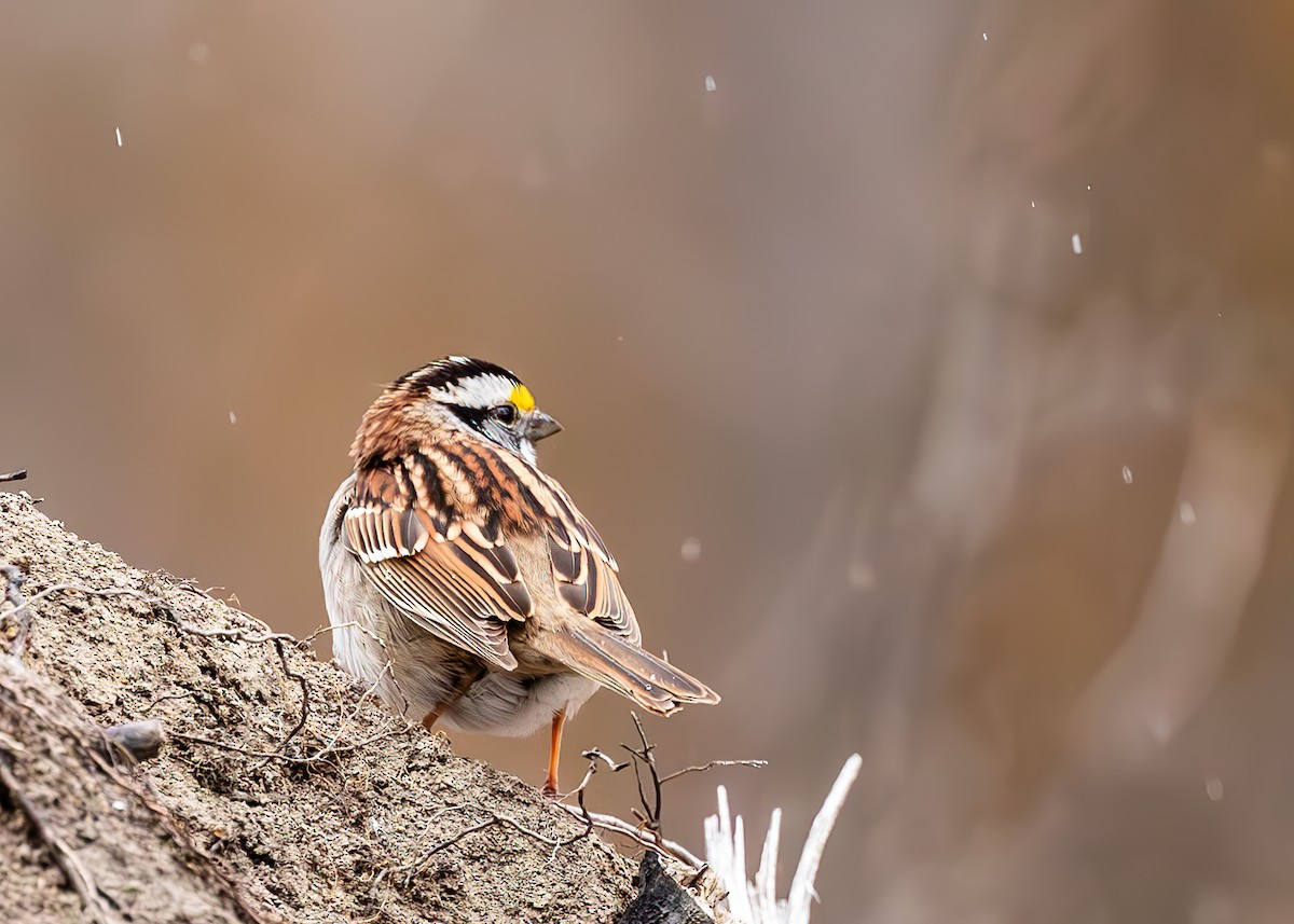 White-throated Sparrow - ML617972513